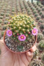 Mammillaria ‘Ginsa Maru’ – Pembe Çiçekli – Koleksiyonluk – Dolgun Gövde – 8.5 cm Saksı - Görsel 2