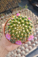 Mammillaria ‘Ginsa Maru’ – Pembe Çiçekli – Koleksiyonluk – Dolgun Gövde – 8.5 cm Saksı - Görsel 3