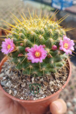 Mammillaria ‘Ginsa Maru’ – Pembe Çiçekli – Koleksiyonluk – Dolgun Gövde – 8.5 cm Saksı - Görsel 4