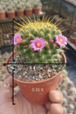 Mammillaria ‘Ginsa Maru’ – Pembe Çiçekli – Koleksiyonluk – Dolgun Gövde – 8.5 cm Saksı - Görsel 5