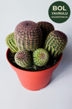 Büyük Boy Echinocereus Rigidissimus