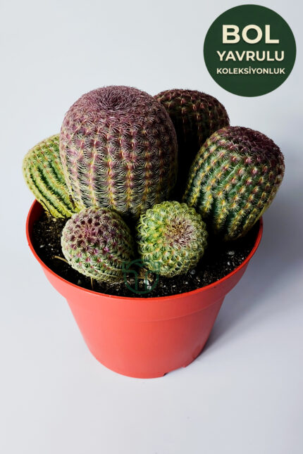 Büyük Boy Echinocereus Rigidissimus