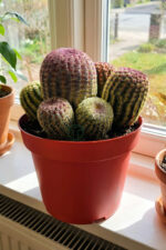 Echinocereus Rigidissimus (Rainbow Kaktüs) – Bol Yavrulu – Koleksiyonluk – 12 cm Saksıda - Görsel 4