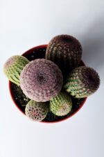 Echinocereus Rigidissimus (Rainbow Kaktüs) – Bol Yavrulu – Koleksiyonluk – 12 cm Saksıda - Görsel 3