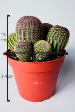 Echinocereus Rigidissimus (Rainbow Kaktüs) – Bol Yavrulu – Koleksiyonluk – 12 cm Saksıda - Görsel 5