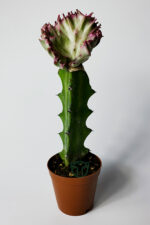Euphorbia Lactea Cristata Variegata