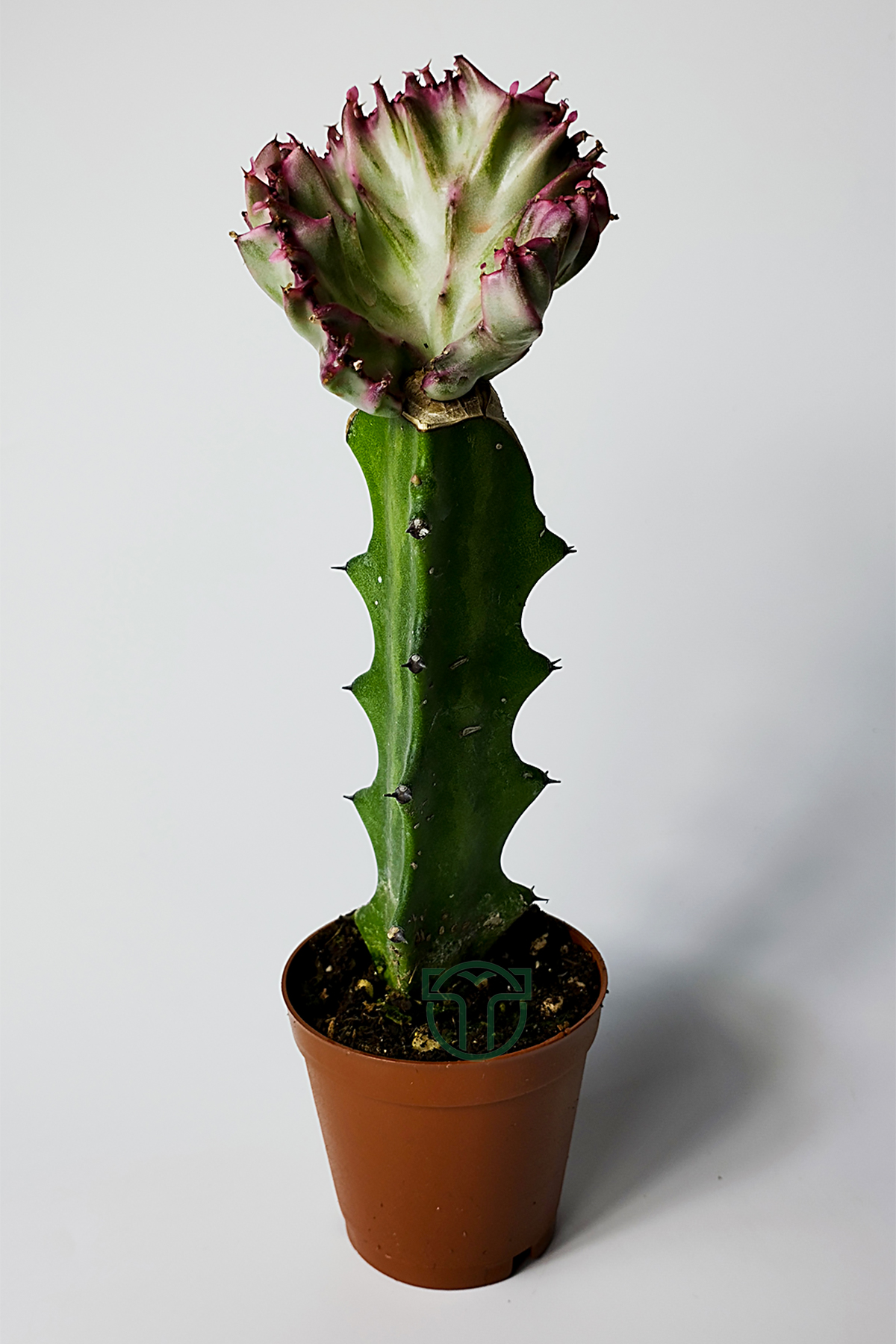 euphorbia-cristata-variegata-ozel-seri-mor-uclu-dalgalı-form-koleksiyonluk-kaktus-01 Euphorbia Lactea Cristata Variegata