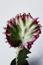 Euphorbia Lactea Cristata Variegata – Özel Seri Koleksiyon Aşılı Form – 5.5 cm Saksıda - Görsel 2