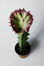Euphorbia Lactea Cristata Variegata – Özel Seri Koleksiyon Aşılı Form – 5.5 cm Saksıda - Görsel 3