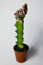 Euphorbia Lactea Cristata Variegata – Özel Seri Koleksiyon Aşılı Form – 5.5 cm Saksıda - Görsel 4