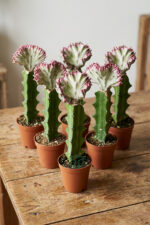 Euphorbia Lactea Cristata Variegata – Özel Seri Koleksiyon Aşılı Form – 5.5 cm Saksıda - Görsel 5