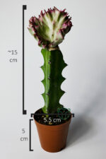 Euphorbia Lactea Cristata Variegata – Özel Seri Koleksiyon Aşılı Form – 5.5 cm Saksıda - Görsel 6
