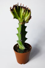Euphorbia Lactea Cristata Variegata Dark Rim