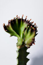 Euphorbia Lactea Cristata Variegata – Dark Rim – 5.5 cm Saksıda - Görsel 2