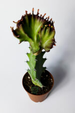 Euphorbia Lactea Cristata Variegata – Dark Rim – 5.5 cm Saksıda - Görsel 3