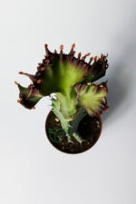 Euphorbia Lactea Cristata Variegata – Dark Rim – 5.5 cm Saksıda - Görsel 4