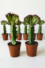 Euphorbia Lactea Cristata Variegata – Dark Rim – 5.5 cm Saksıda - Görsel 5