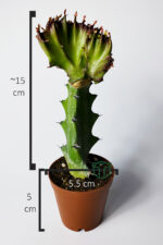 Euphorbia Lactea Cristata Variegata – Dark Rim – 5.5 cm Saksıda - Görsel 6