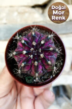 Gymnocalycium mihanovichii, T-Lux Dark Color