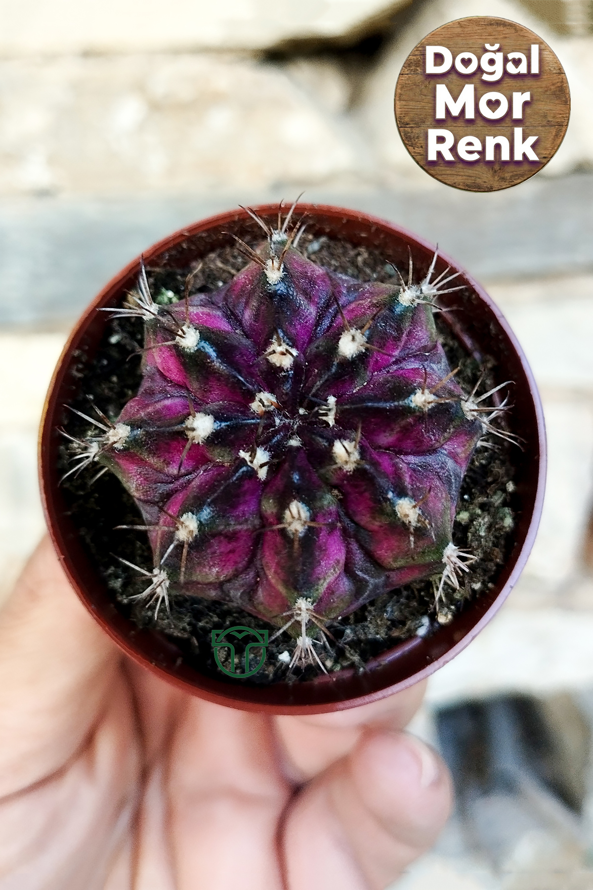 gymnocalycium-mihanovichii-t-lux-dark-color-koleksiyonluk-kaktus-01 Gymnocalycium mihanovichii, T-Lux Dark Color