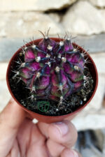 Gymnocalycium Mihanovichii ‘T-Lux Dark Color’ – Koleksiyonluk Kaktüs – 5.5 cm Saksıda - Görsel 2