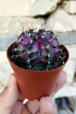 Gymnocalycium Mihanovichii ‘T-Lux Dark Color’ – Koleksiyonluk Kaktüs – 5.5 cm Saksıda - Görsel 3