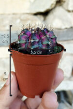 Gymnocalycium Mihanovichii ‘T-Lux Dark Color’ – Koleksiyonluk Kaktüs – 5.5 cm Saksıda - Görsel 4