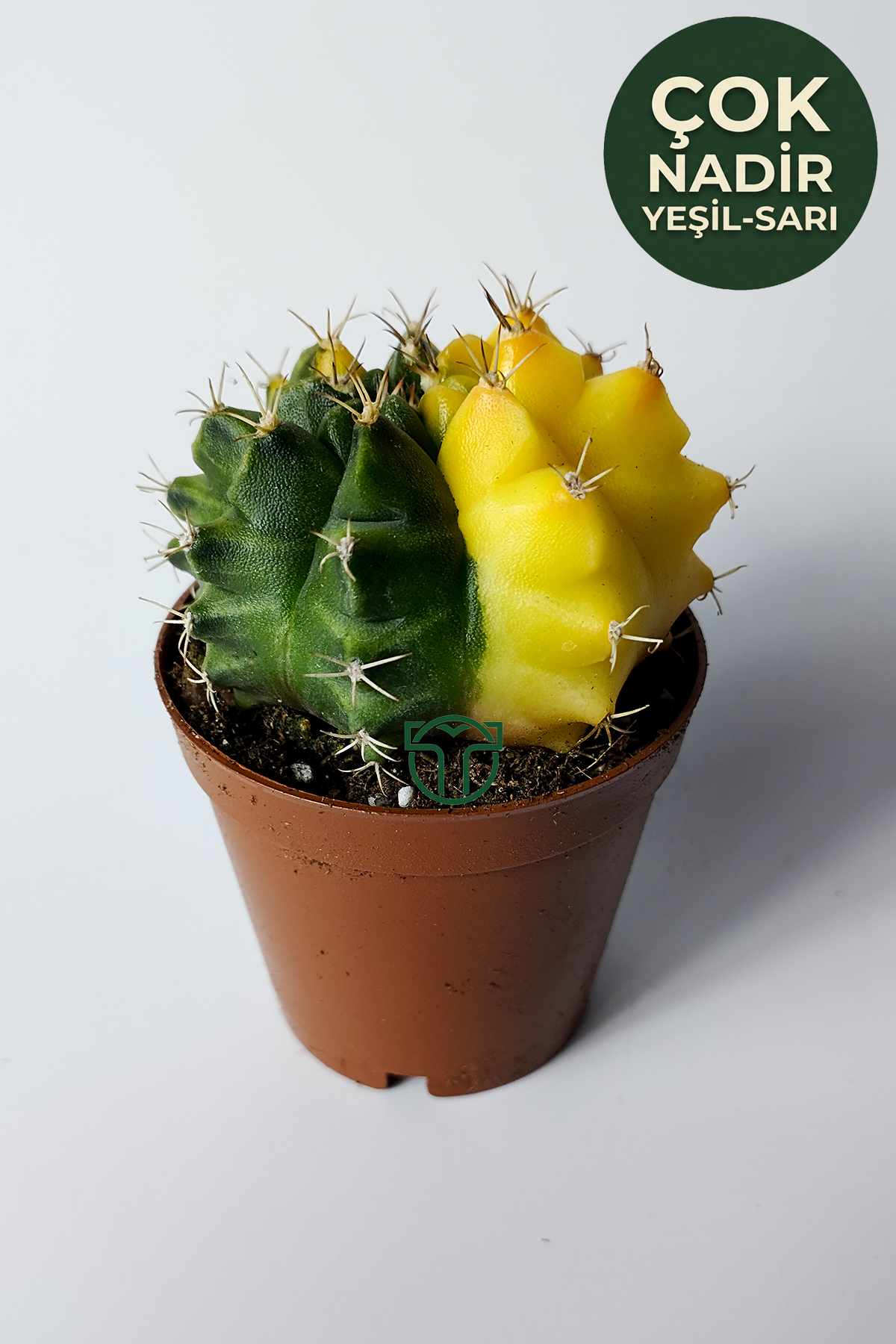 gymnocalycium-yellow-marble-ozel-seri-koleksiyon-kaktus-5-5-cm-saksida-01 gymnocalycium yellow marble