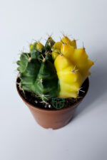 Gymnocalycium Yellow Marble özel seri koleksiyon kaktüs 5.5 cm saksıda - Görsel 2