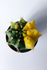 Gymnocalycium Yellow Marble özel seri koleksiyon kaktüs 5.5 cm saksıda - Görsel 3