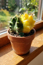 Gymnocalycium Yellow Marble özel seri koleksiyon kaktüs 5.5 cm saksıda - Görsel 4