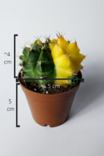 Gymnocalycium Yellow Marble özel seri koleksiyon kaktüs 5.5 cm saksıda - Görsel 5