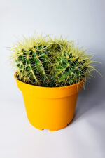 Büyük Boy Altın Fıçı – Multi Head Echinocactus Grusonii – 19 cm Saksıda