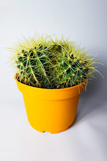 Büyük Boy Altın Fıçı – Multi Head Echinocactus Grusonii – 19 cm Saksıda