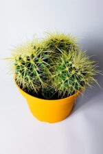 Büyük Boy Altın Fıçı – Multi Head Echinocactus Grusonii – 19 cm Saksıda - Görsel 2