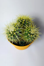 Büyük Boy Altın Fıçı – Multi Head Echinocactus Grusonii – 19 cm Saksıda - Görsel 3