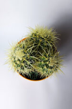 Büyük Boy Altın Fıçı – Multi Head Echinocactus Grusonii – 19 cm Saksıda - Görsel 6