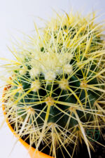 Büyük Boy Altın Fıçı – Multi Head Echinocactus Grusonii – 19 cm Saksıda - Görsel 5