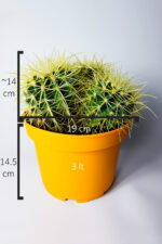 Büyük Boy Altın Fıçı – Multi Head Echinocactus Grusonii – 19 cm Saksıda - Görsel 4