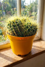 Büyük Boy Altın Fıçı – Multi Head Echinocactus Grusonii – 19 cm Saksıda - Görsel 7