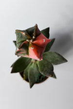 Nadir Mini Aşı Astrophytum Myriostigma – Koleksiyonluk Variegated Kaktüs - Görsel 3