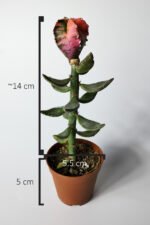 Nadir Mini Aşı Astrophytum Myriostigma – Koleksiyonluk Variegated Kaktüs - Görsel 5