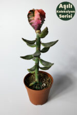 astrophytum-myriostigma-koleksiyonluk-variegated- kohyo