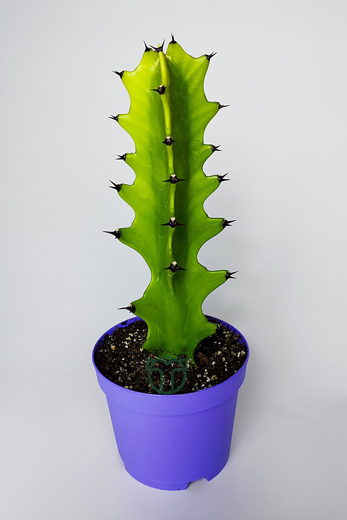 euphorbia-kaktus-sut-agaci-asi-alti-uyumlu-kolay-bakim-01 Euphorbia Kaktüs (Süt Ağacı) – Aşı Altı Uyumlu, Kolay Bakım