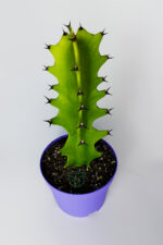 Euphorbia Kaktüs (Süt Ağacı) – Aşı Altı Uyumlu, Kolay Bakım - Görsel 2