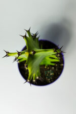 Euphorbia Kaktüs (Süt Ağacı) – Aşı Altı Uyumlu, Kolay Bakım - Görsel 3