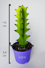 Euphorbia Kaktüs (Süt Ağacı) – Aşı Altı Uyumlu, Kolay Bakım - Görsel 4