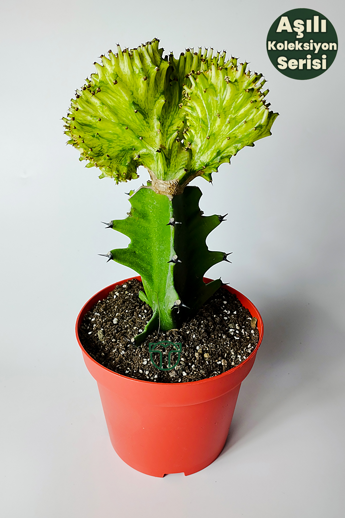 koleksiyon-kaktus-euphorbia-cristata-variegata-asili-nadir-gecisli-12-cm-saksida-01 Koleksiyon Kaktüs Euphorbia Cristata Variegata Aşılı Nadir Geçişli