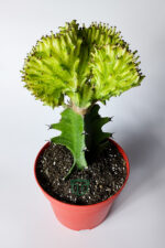 Koleksiyon Kaktüs Euphorbia Cristata Variegata Aşılı Nadir Geçişli 12 cm Saksıda - Görsel 2