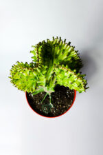Koleksiyon Kaktüs Euphorbia Cristata Variegata Aşılı Nadir Geçişli 12 cm Saksıda - Görsel 3